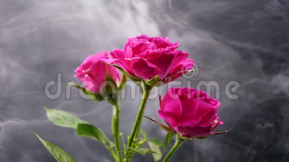 抽象的彩色烟雾在美丽的玫瑰上蔓延视频的预览图
