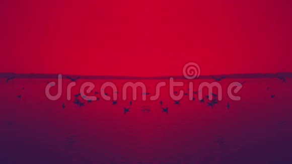 4K镜像红湖鸟视频的预览图