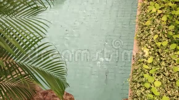 棕榈和花园靠近游泳池视频的预览图