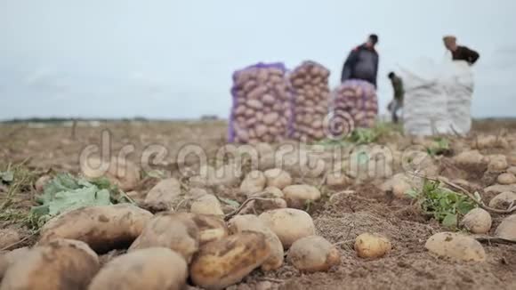 田里有一台最近挖的土豆拖拉机农民收割的农民用袋子收集土豆视频的预览图