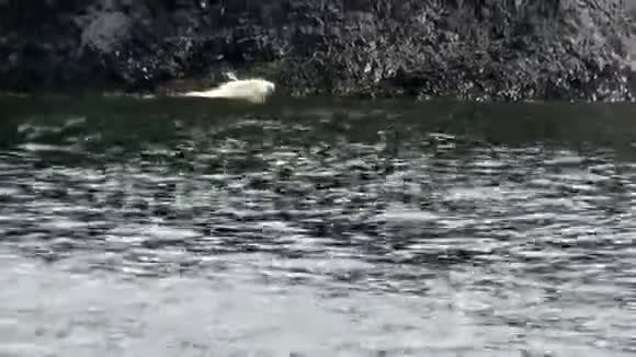白色北极熊沿着北冰洋的岩石海岸行走视频的预览图