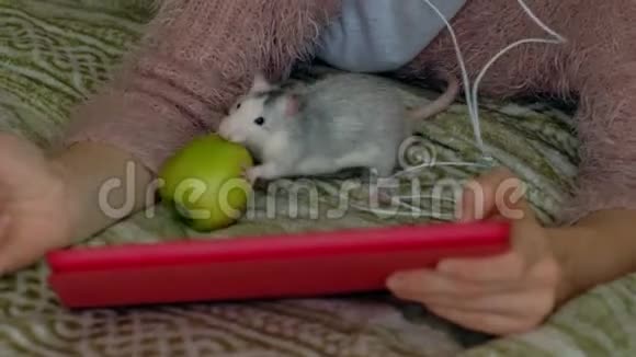 快乐女孩在卧室里用耳机和平板电脑在家工作在床上玩宠物老鼠网上冲浪视频的预览图
