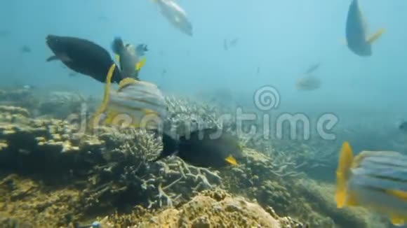 珊瑚礁附近的鱼类视频的预览图
