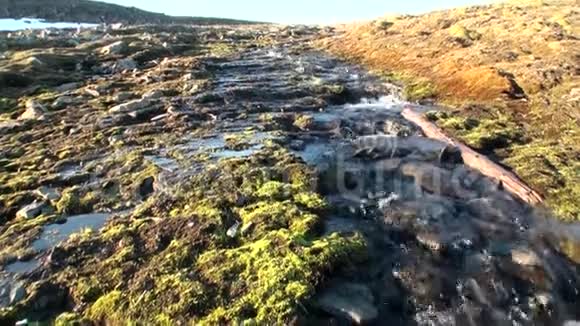 新地球瓦伊格奇岛北极荒野海岸夏季土壤视频的预览图