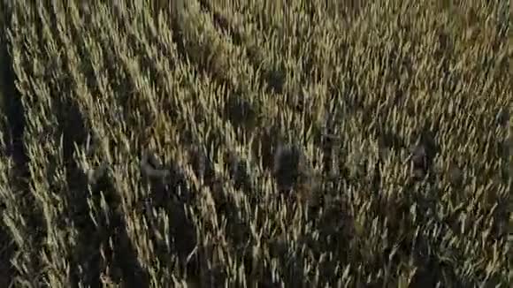 日出时飞越大麦地视频的预览图