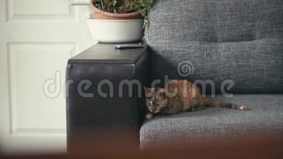 三只彩色猫在沙发上玩耍视频的预览图