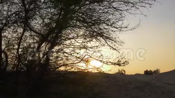 美丽的日出背景沙山和树沙漠的早晨兰斯景视频的预览图