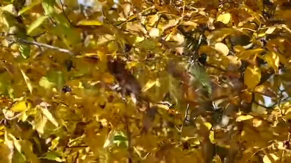 松鼠在树上采集坚果视频的预览图