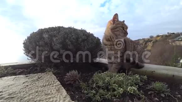 海边的红猫视频的预览图