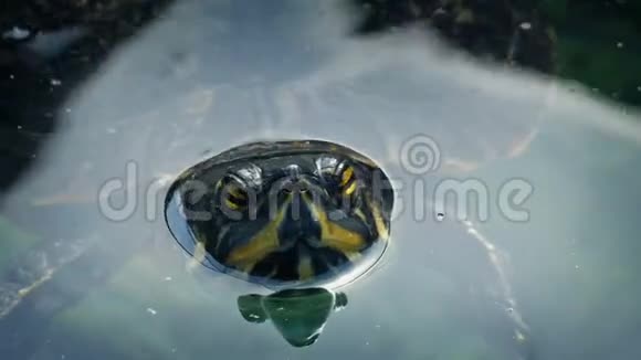 漂浮在水中的Terapin视频的预览图