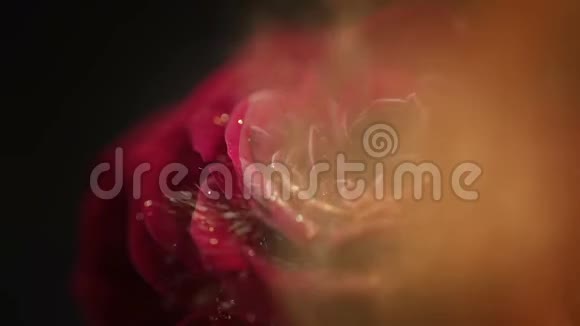 带着金色亮片的红色冰冻玫瑰玫瑰上的氮冰视频的预览图