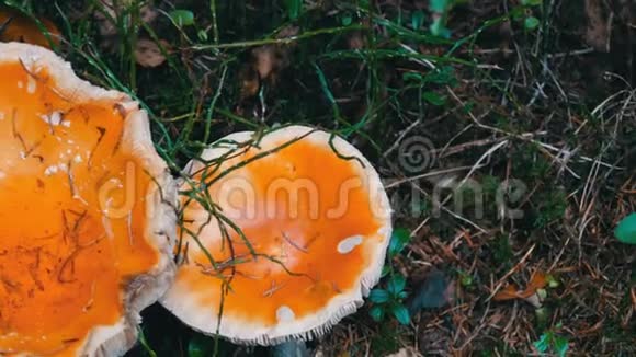十月采蘑菇秋天草地上的巨型蘑菇近景视频的预览图