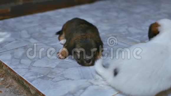 可爱的毛茸茸的小狗在门口躺在地板上视频的预览图