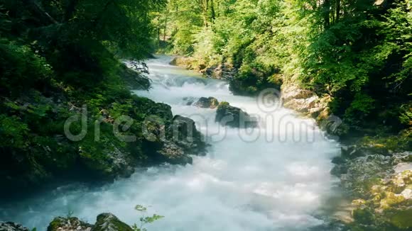森林景观与岩石河流流过它视频的预览图