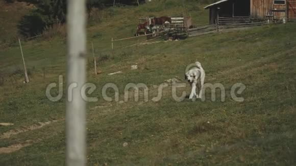 寂寞的大光牧羊犬在山上散步的夏天慢动作视频的预览图