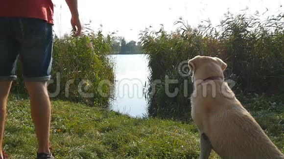 在湖边给狗扔棍子的人拉布拉多犬或金毛猎犬将从水中取出木棍男性视频的预览图