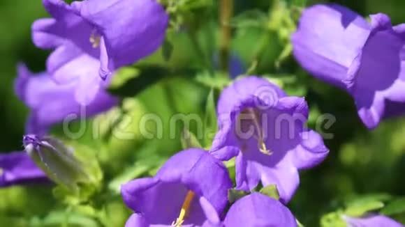 花园花钟美丽的花园花钟形紫色大花序视频的预览图