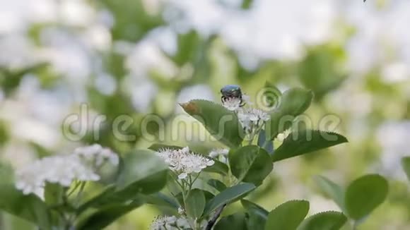 一只螂坐在一丛白花丛上视频的预览图
