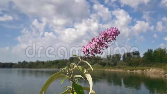 紫丁香的花朵在空气中振动映衬着蓝天视频的预览图