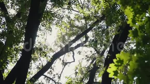 阳光透过树木的叶子闪烁视频的预览图