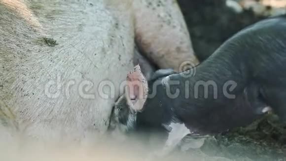 特写小黑家猪喝母乳视频的预览图