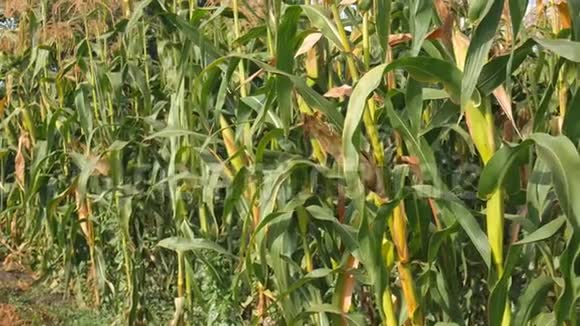 年轻的绿色玉米种在玉米地上视频的预览图