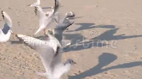 鸟儿乌鸦和海鸥在沙滩上吃面包视频的预览图