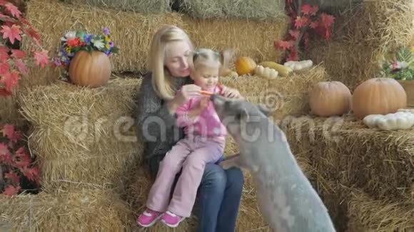 一个女人和她的小女儿坐在干草上用新鲜的蔬菜喂一只小猪视频的预览图