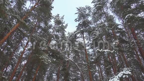 松冬林下雪的无缝慢镜头视频的预览图