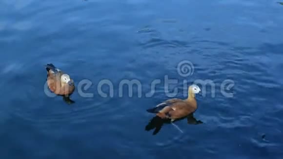 在池塘里喂红鸭视频的预览图