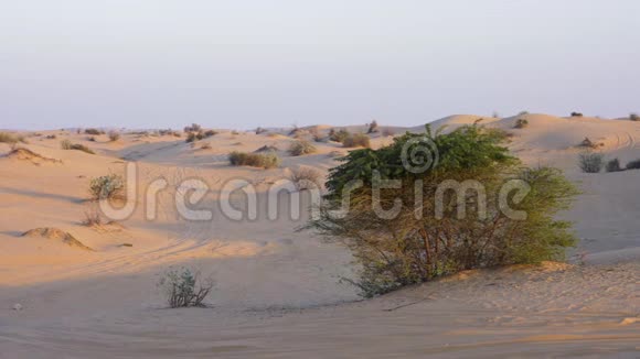 沙漠岩景沙丘上生长着灌木和肉质植物视频的预览图