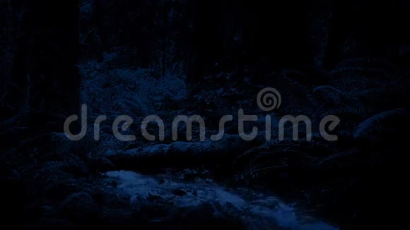 夜晚森林深处的河流视频的预览图
