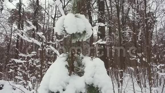 小杉树覆白雪降雪视频的预览图