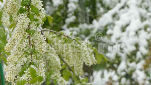 白色花序在降雪期间冻结视频的预览图