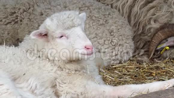 绵羊群躺在干草堆上在农场里偷吃干草视频的预览图