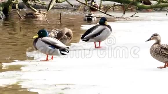 浮冰上的鸭子河上的冰鸭嘴兽视频的预览图