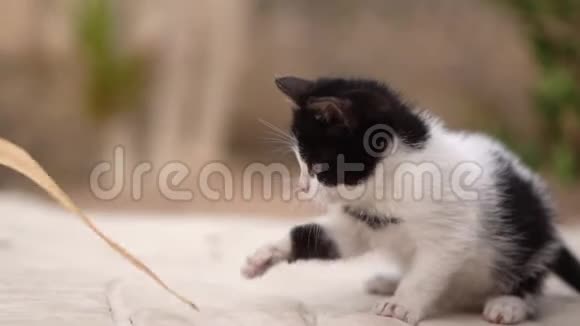女孩的手慢慢地和小黑白猫玩耍视频的预览图