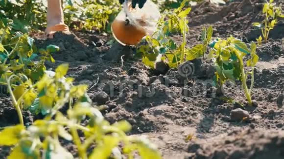 一个女人正从水桶里倒出一排刚种在地上的青西红柿正站在阳光下视频的预览图