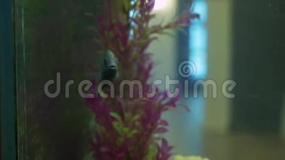 淡水水族馆里的金鱼视频的预览图