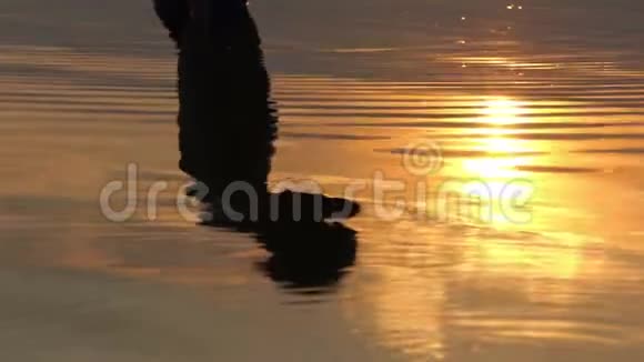 人站在湖水中一动不动看着夕阳的倒影视频的预览图