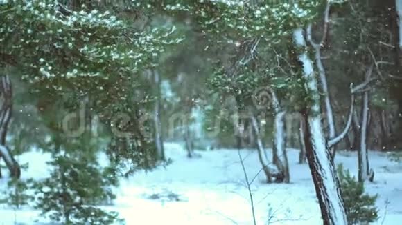 冬天的木头被雪覆盖着视频的预览图