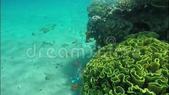 珊瑚鱼在珊瑚礁的海绵周围游动蓝绿色视频的预览图