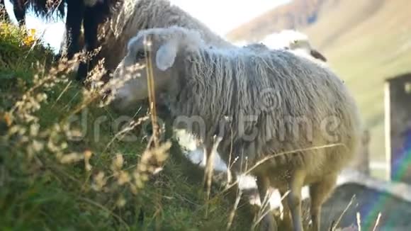 绵羊山动物视频的预览图