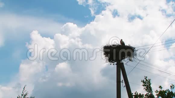 电线杆上的大鹳鸟巢视频的预览图