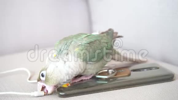 绿颊鹦鹉咬着一个小话视频的预览图