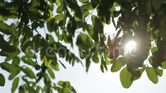 一棵树上的绿叶映衬着太阳和蓝天视频的预览图