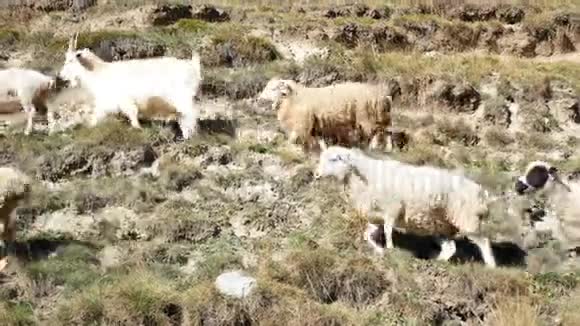 绵羊山动物视频的预览图