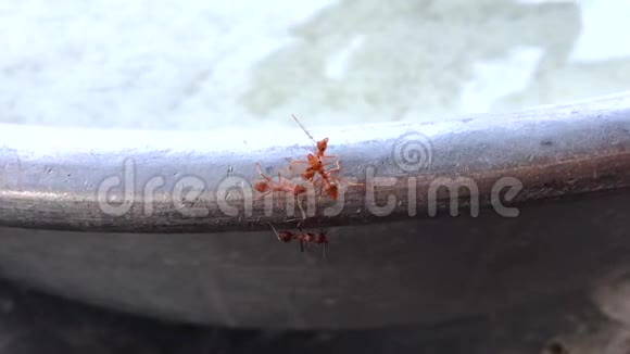 许多蚂蚁聚集在一起视频的预览图