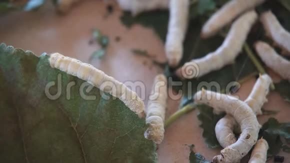 蚕吃桑叶一种重要的经济动物视频的预览图