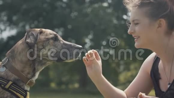 美丽的少女在公园玩狗视频的预览图